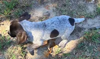 Doc, a male German Shorthaired Pointer for sale in Koshkonong, MO – 3 of 3