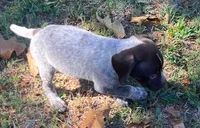 Doc, a male German Shorthaired Pointer for sale in Koshkonong, MO – 2 of 3