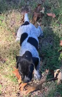 Rex, a male German Shorthaired Pointer for sale in Koshkonong, MO – 3 of 4