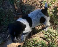 Willow, a female German Shorthaired Pointer for sale in Koshkonong, MO – 4 of 5