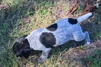 Rex, a male German Shorthaired Pointer for sale in Koshkonong, MO – 2 of 4