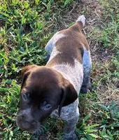 Dolly, a female German Shorthaired Pointer for sale in Koshkonong, MO – 4 of 4