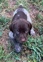 Diamond, a female German Shorthaired Pointer for sale in Koshkonong, MO – 2 of 2