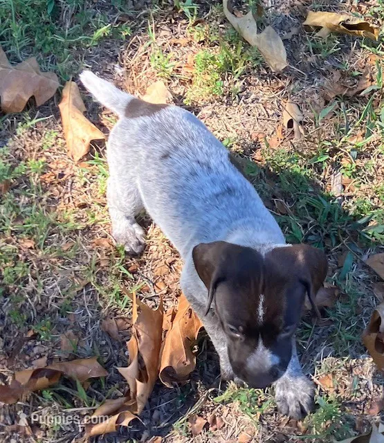 Doc – German Shorthaired Pointer puppy for sale in Koshkonong, MO