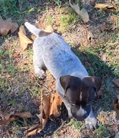Doc, a male German Shorthaired Pointer for sale in Koshkonong, MO – 1 of 3