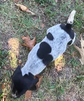 Wendy, a female German Shorthaired Pointer for sale in Koshkonong, MO – 5 of 5