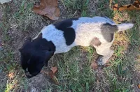 Willow, a female German Shorthaired Pointer for sale in Koshkonong, MO – 2 of 5