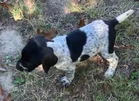 Rusty, a male German Shorthaired Pointer for sale in Koshkonong, MO – 1 of 4