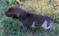 Rex, a male German Shorthaired Pointer for sale in Koshkonong, MO – 3 of 3