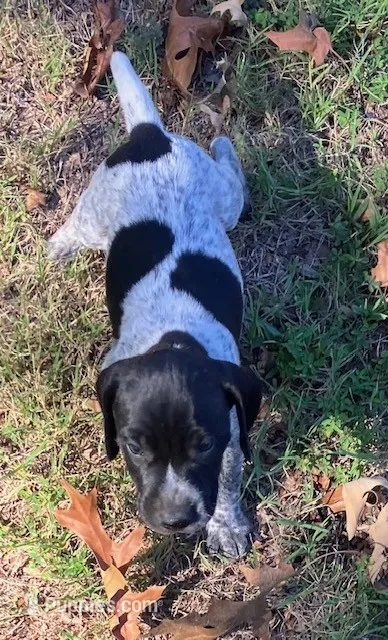 Rex – German Shorthaired Pointer puppy for sale in Koshkonong, MO