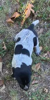 Wendy, a female German Shorthaired Pointer for sale in Koshkonong, MO – 4 of 5