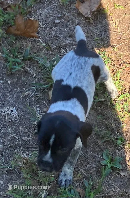 Willow – German Shorthaired Pointer puppy for sale in Koshkonong, MO