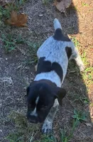 Willow, a female German Shorthaired Pointer for sale in Koshkonong, MO – 1 of 5