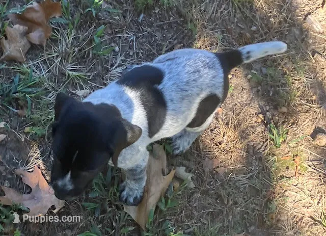 Wendy – German Shorthaired Pointer puppy for sale in Koshkonong, MO
