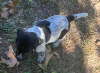 Wendy, a female German Shorthaired Pointer for sale in Koshkonong, MO – 1 of 5