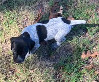 Rex, a male German Shorthaired Pointer for sale in Koshkonong, MO – 4 of 4