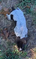 Chester, a male German Shorthaired Pointer for sale in Koshkonong, MO – 4 of 4