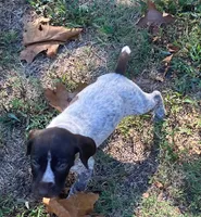 Chester, a male German Shorthaired Pointer for sale in Koshkonong, MO – 2 of 4