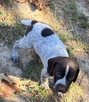 Dillion, a male German Shorthaired Pointer for sale in Koshkonong, MO – 2 of 3