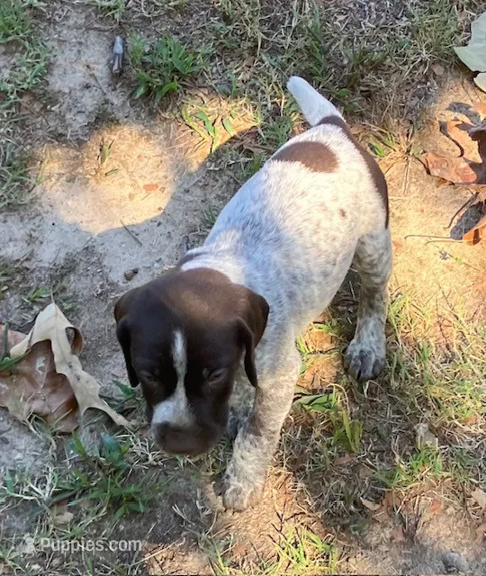 Dillion – German Shorthaired Pointer puppy for sale in Koshkonong, MO