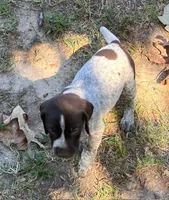 Dillion, a male German Shorthaired Pointer for sale in Koshkonong, MO – 1 of 3