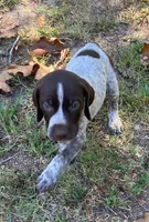 Dillion, a male German Shorthaired Pointer for sale in Koshkonong, MO – 3 of 3
