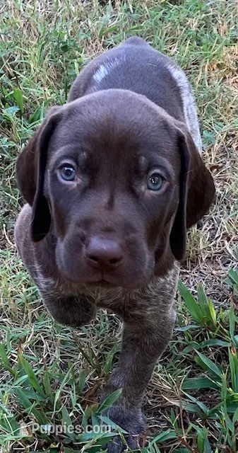 Rex – German Shorthaired Pointer puppy for sale in Koshkonong, MO