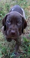 Rex, a male German Shorthaired Pointer for sale in Koshkonong, MO – 1 of 3