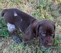 Rex, a male German Shorthaired Pointer for sale in Koshkonong, MO – 2 of 3