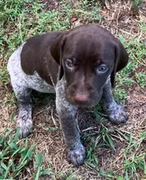 Diamond, a female German Shorthaired Pointer for sale in Koshkonong, MO – 1 of 2