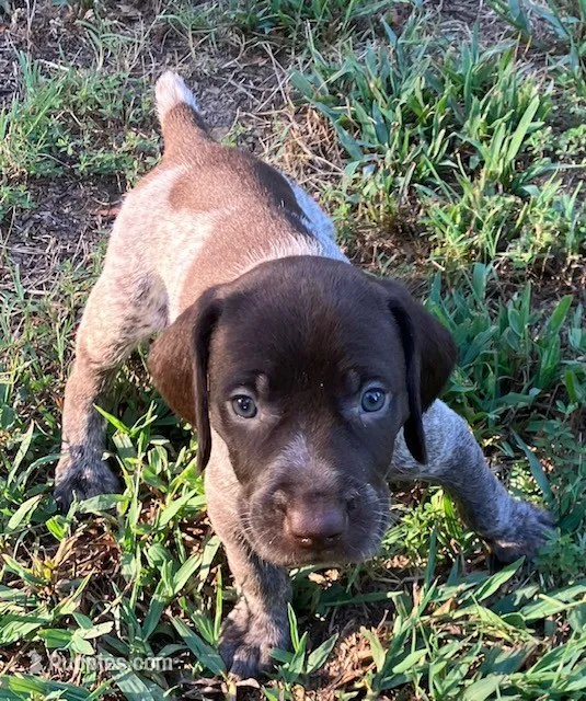 Dolly – German Shorthaired Pointer puppy for sale in Koshkonong, MO