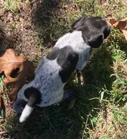Willow, a female German Shorthaired Pointer for sale in Koshkonong, MO – 5 of 5