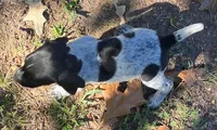 Wendy, a female German Shorthaired Pointer for sale in Koshkonong, MO – 2 of 5