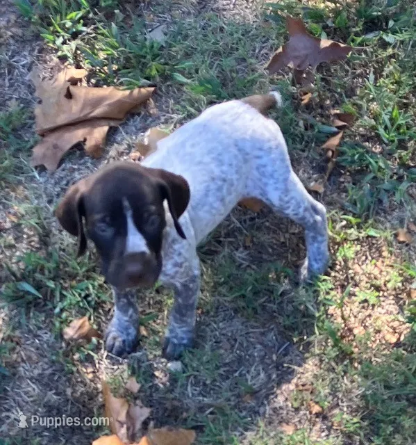Chester – German Shorthaired Pointer puppy for sale in Koshkonong, MO