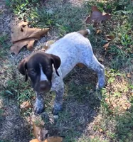 Chester, a male German Shorthaired Pointer for sale in Koshkonong, MO – 1 of 4