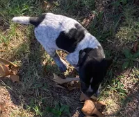 Willow, a female German Shorthaired Pointer for sale in Koshkonong, MO – 3 of 5