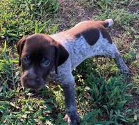 Dolly, a female German Shorthaired Pointer for sale in Koshkonong, MO – 2 of 4