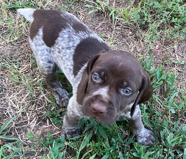 Dot – German Shorthaired Pointer puppy for sale in Koshkonong, MO