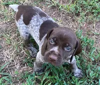 Dot, a female German Shorthaired Pointer for sale in Koshkonong, MO – 1 of 2