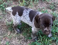 Dot, a female German Shorthaired Pointer for sale in Koshkonong, MO – 2 of 2
