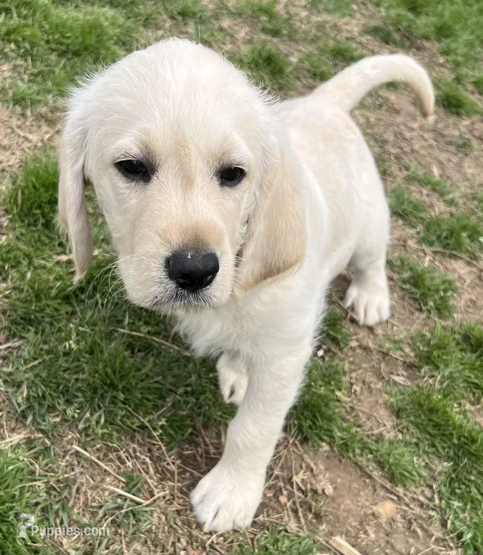 Stripe – Labradoodle puppy for sale in Westmoreland, TN