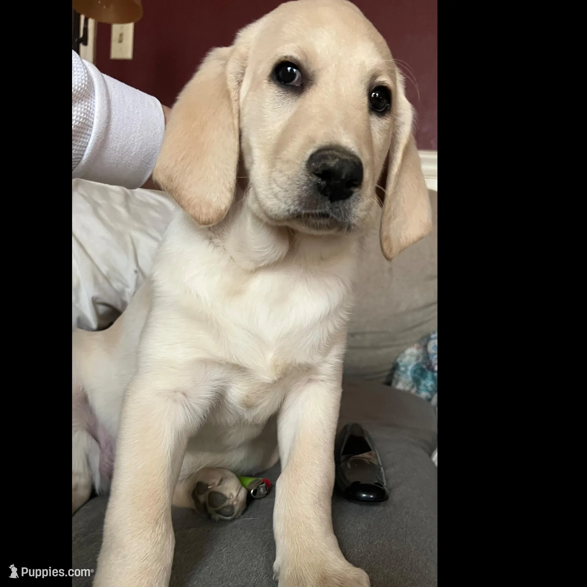 Sable – Labradoodle puppy for sale in Westmoreland, TN
