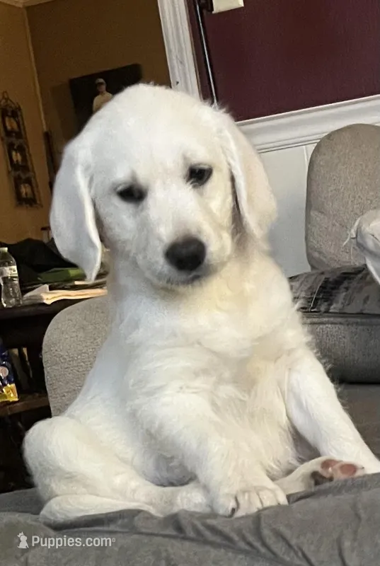 Precious – Labradoodle puppy for sale in Linden, TN