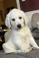 Precious, a female Labradoodle for sale in Linden, TN – Photo 1 of 3