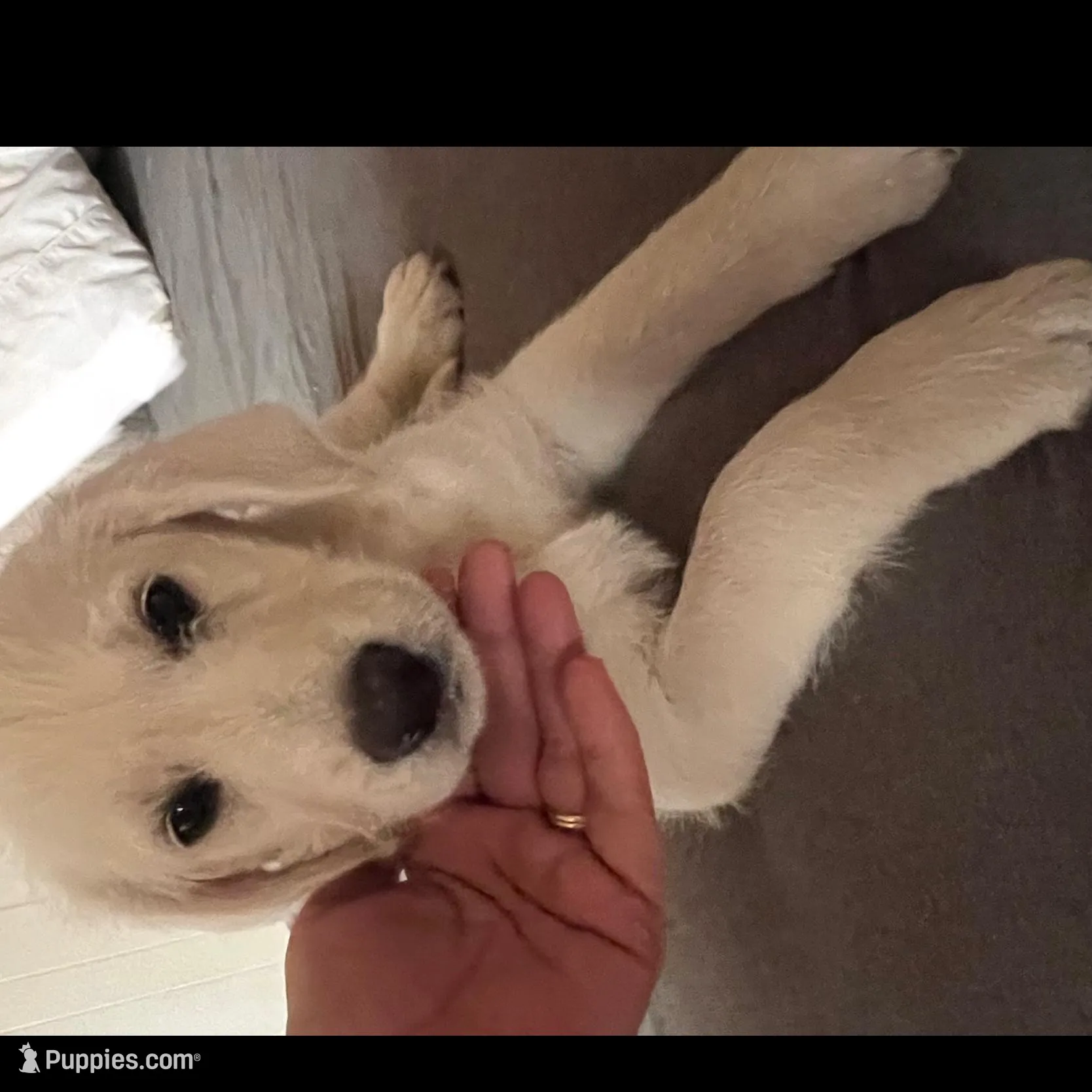 Sweetie, a female Labradoodle for sale in Linden, TN – Photo 2 of 2