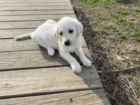 Sweetie, a female Labradoodle for sale in Linden, TN – Photo 1 of 2