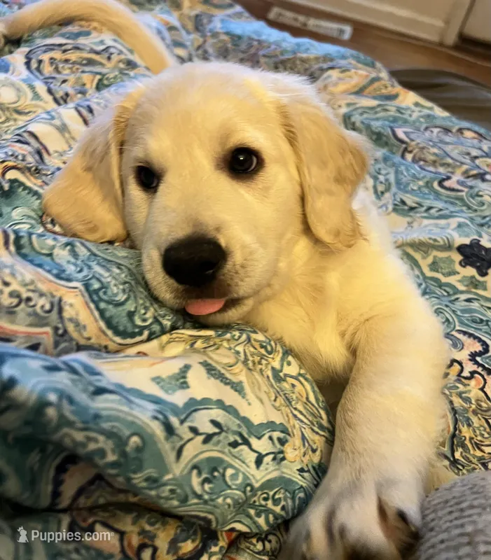 Handsome – Labradoodle puppy for sale in Westmoreland, TN