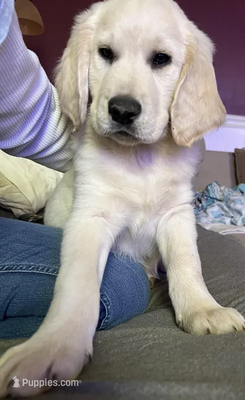 Handsome – Labradoodle puppy for sale in Westmoreland, TN