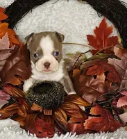 Colonel Mustard, a male Boston Terrier for sale in Kansas City, KS – Photo 1 of 4