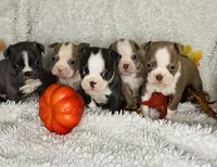 Colonel Mustard, a male Boston Terrier for sale in Kansas City, KS – Photo 4 of 4